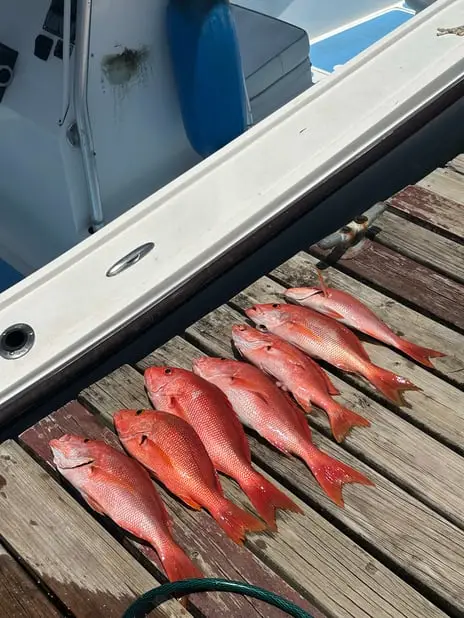 Seven Red Snappers from bottom fishing in Roatan, fresh catch on the dock, private boat charter, Caribbean fishing adventure, Dos Reyes Roatan