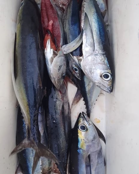 Deep Sea Fishing Black Fin Tuna