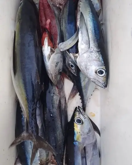 Cooler full of fresh Black Fin Tuna, deep sea fishing Roatan, private boat charter, Caribbean adventure, Dos Reyes Roatan
