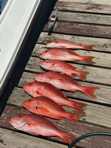 Fresh Red Snapper on the dock after bottom fishing in Roatan, private boat charter, Caribbean fishing adventure, Dos Reyes Roatan