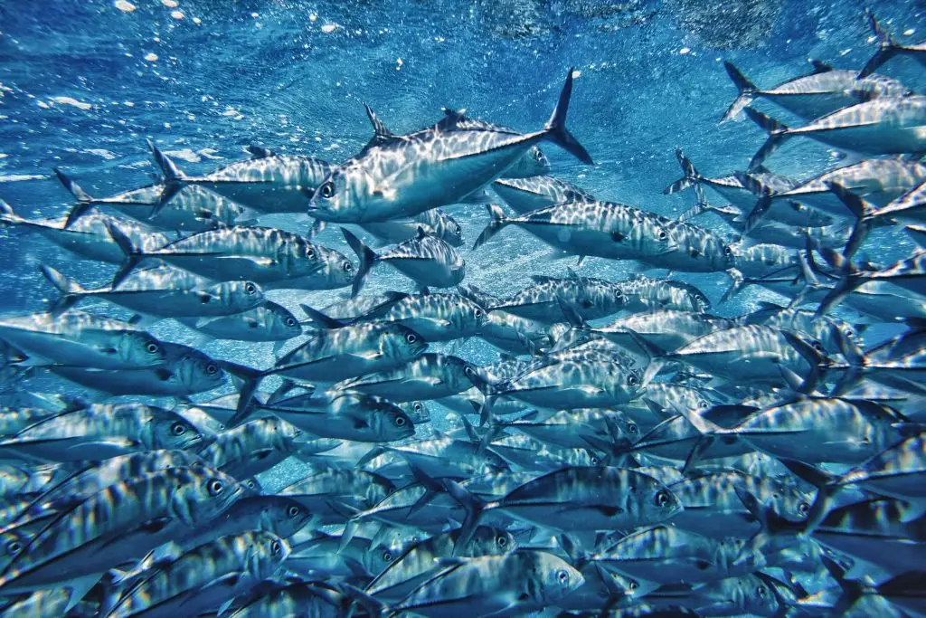 Large school of tuna in Roatan, deep sea fishing charter, Caribbean waters, private boat adventure, Dos Reyes Roatan