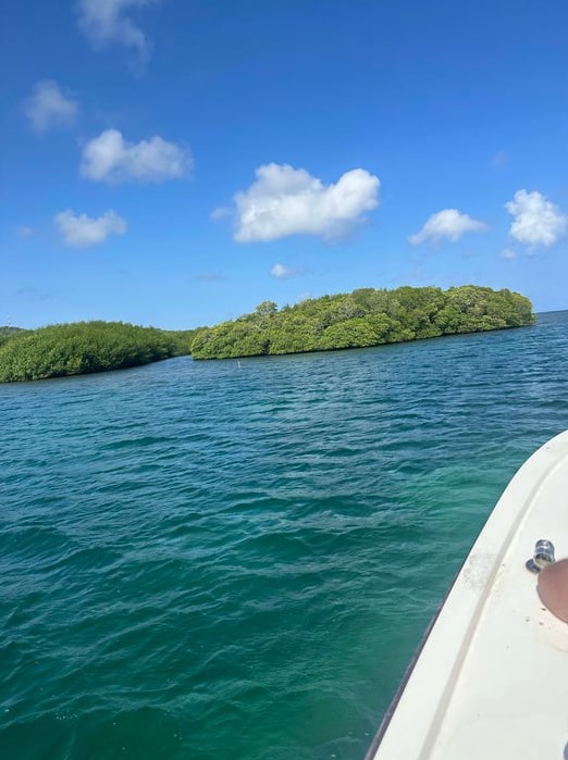 Mangroves