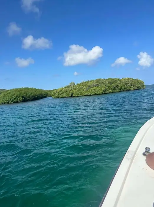 Sunny day exploring the Mangrove Tunnels in Roatan with Dos Reyes private charter — eco-adventure through crystal-clear Caribbean waters and lush mangrove forests
