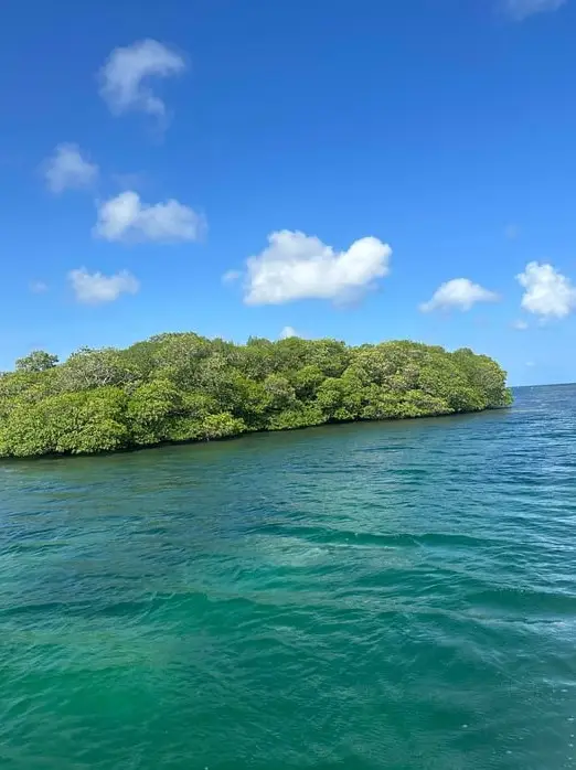 Entrance to the Mangrove Tunnels in Roatan with Dos Reyes private charter — guided eco-adventure through hidden Caribbean waterways and lush mangrove forests