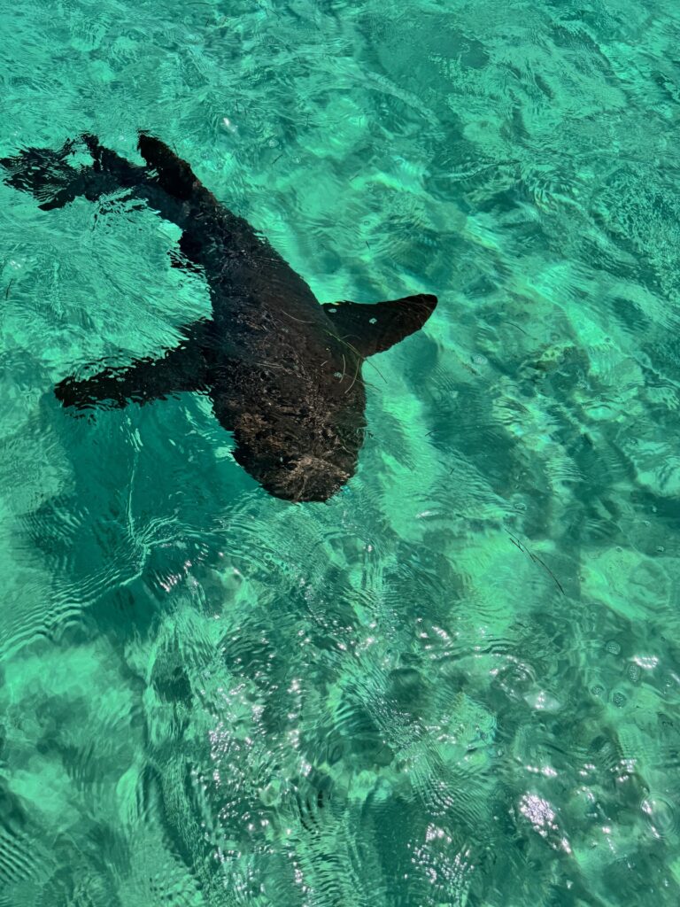 Pigeon Cay Nurse Shark