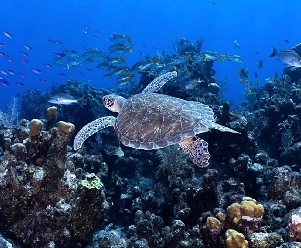 Large sea turtle gliding over vibrant coral reef near Roatan — captured during a private snorkeling tour with Dos Reyes Roatan Charter